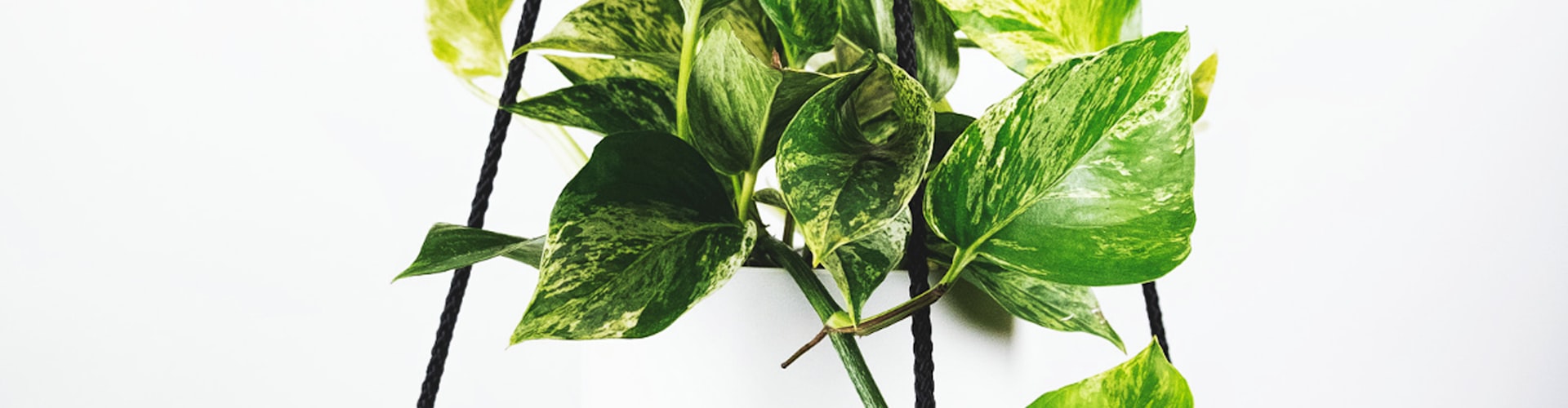 足球运动员进球后激动庆祝的瞬间特写